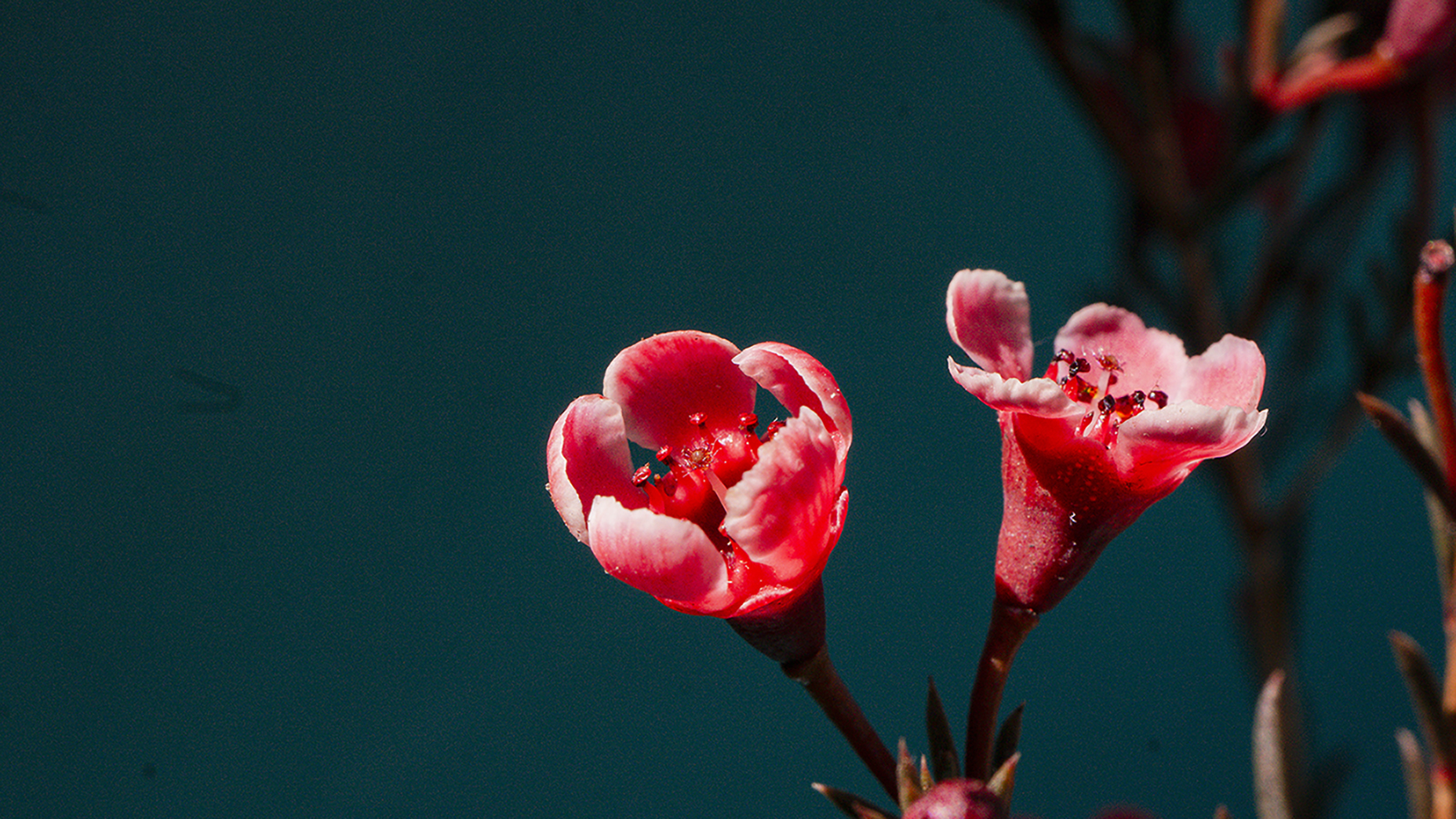 Hướng về Nắng 2